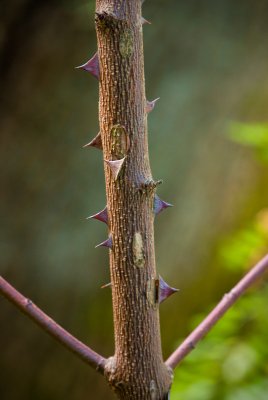 Rosa xanthina 'Canary Bird' - růže zlatožlutá - kůra